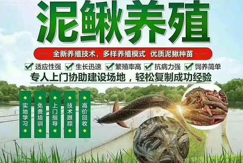 四川烨膳农业科技有限公司分享鳝鱼养殖利润